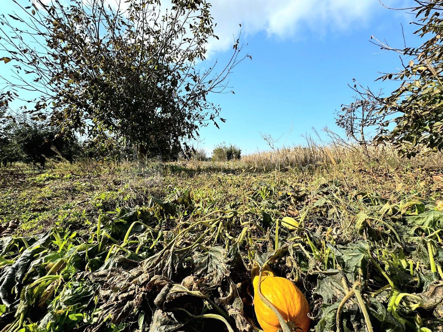 Livada+gradina, teren intravilan 2902mp, Damienesti-Bacau, comision 0 - Poză 15