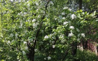 Parte de casă mare cu teren aferent 1050 mp central in Satu Mare, ideal și pentru afaceri - Poză 5