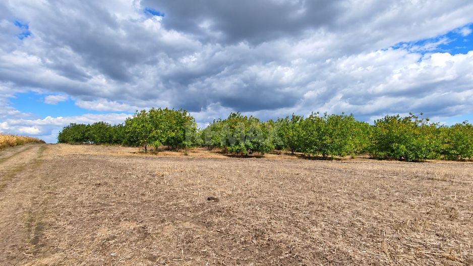 LIVADĂ DE NUCI – 24,5 HA | ȚÎNȚĂRENI, ANENII NOI - Poză 3