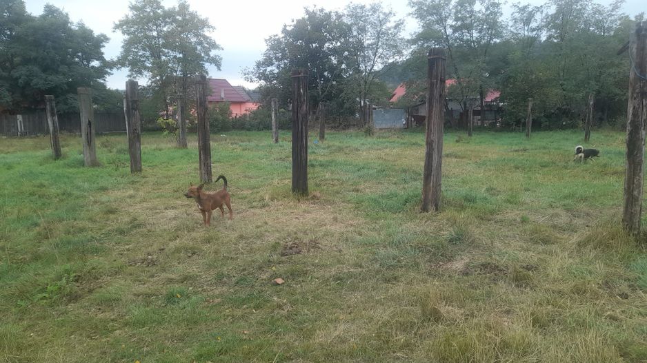 TEREN EXTRAVILAN 7.600 mp, VASLUI - zona REDIU; - Poză 5