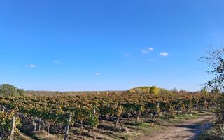 Plantație de viță-de-vie 5,7 ha  investiție cu recuperare rapidă - Poză 7