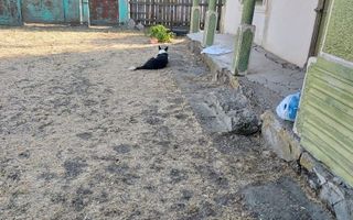 🏡 TEREN INTRAVILAN 3.800 MP – SURAIA, VRANCEA | PRET NEGOCIABIL - Poză 4