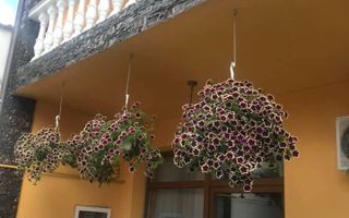 Casă / Vilă cu 6 camere + Casa/Vila cu 2 camere | zona Terezian - Poză 27