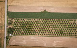 Livadă de nuci altoită și ecologică 2.5ha - Poză 6