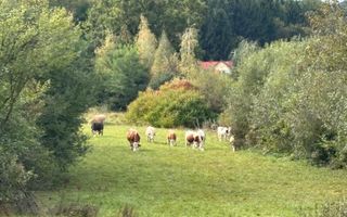 Teren intravilan | UTILITATI | 4717MP | TOCILE - Poză 2