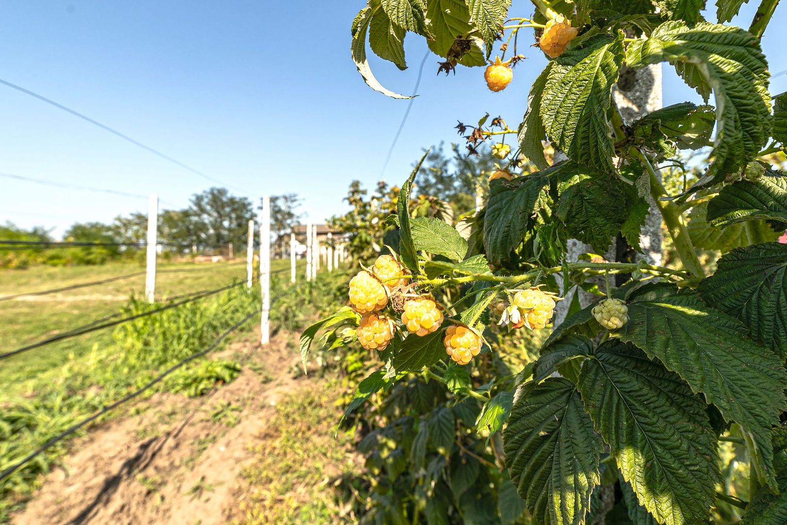 Pret redus Teren generos, intravilan in Șimand - Poză 6