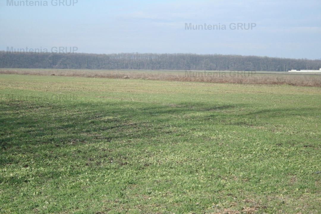 AFUMATI - Tarla 9, teren agricol in suprafata de 35.000 mp. - Poză 2