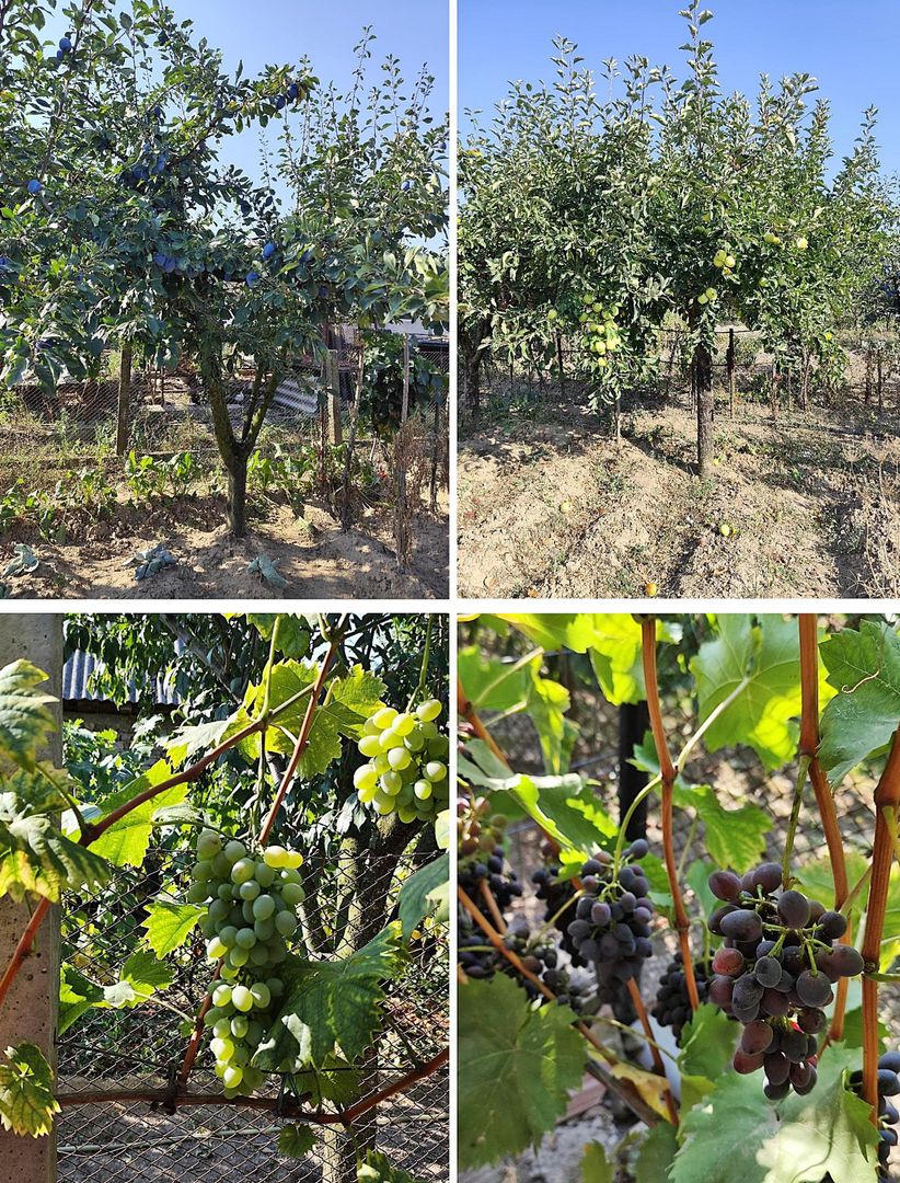 Casa la tara in Sacadat, Bihor, teren 2826 mp, acces auto - Vanzare - Poză 19