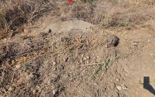 Teren intravilan 5.450 mp – Strada Castanilor, Ciorogârla – zonă rezidențială în - Poză 4