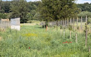 Teren intravilan, 2300mp - Vinerea ( Cugir ) - Poză 3