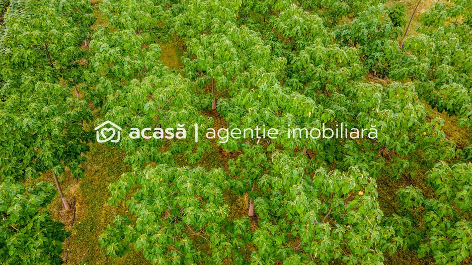 Teren cu plantație de arbori Paulownia, 1.25 ha - Poză 7