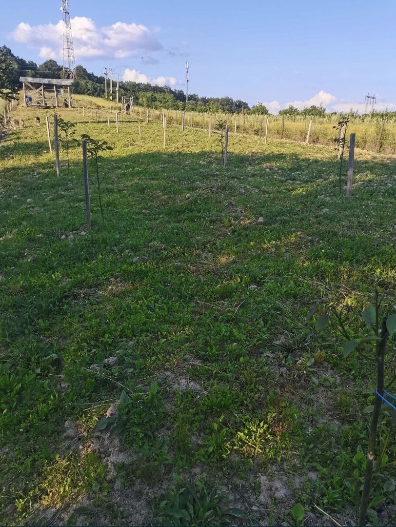 Teren cu o priveliste superba langa padure - Poză 6