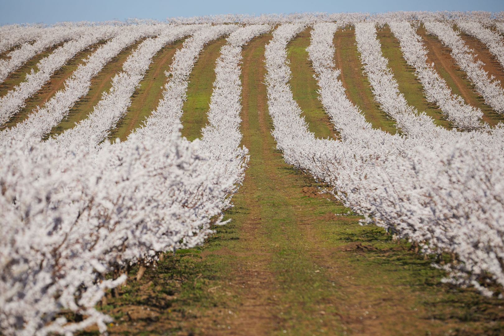 Ferma pomicola cu teren livada 270 ha - Timis - Poză 2