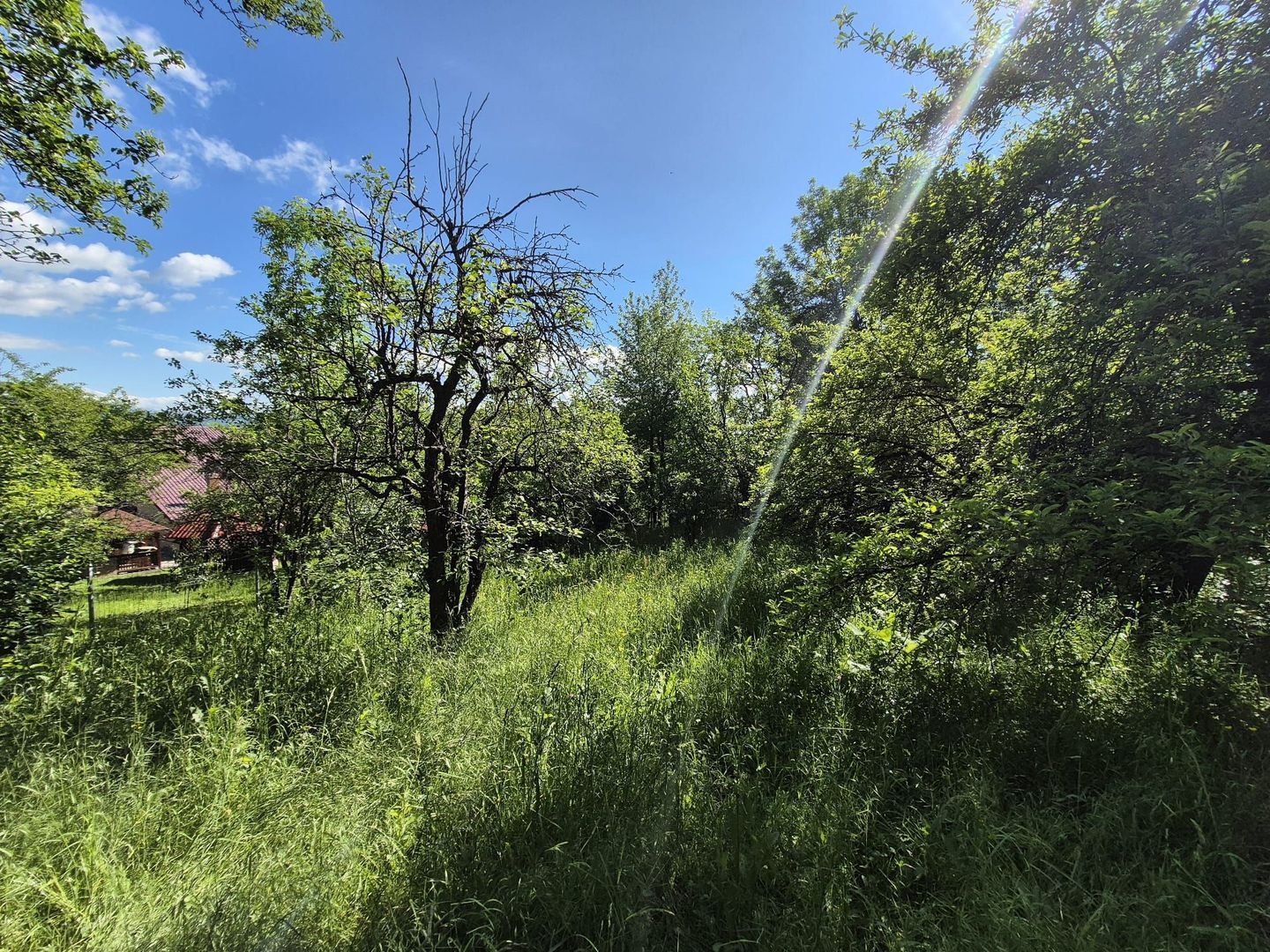 Teren intravilan 1290 mp Plaiu-Provita de Sus - Poză 4
