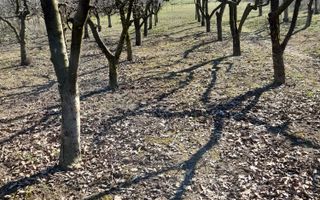 Casă 6 camere, livadă, 3 199 mp, Girisul Negru, Bihor. 42 000 E - Poză 33