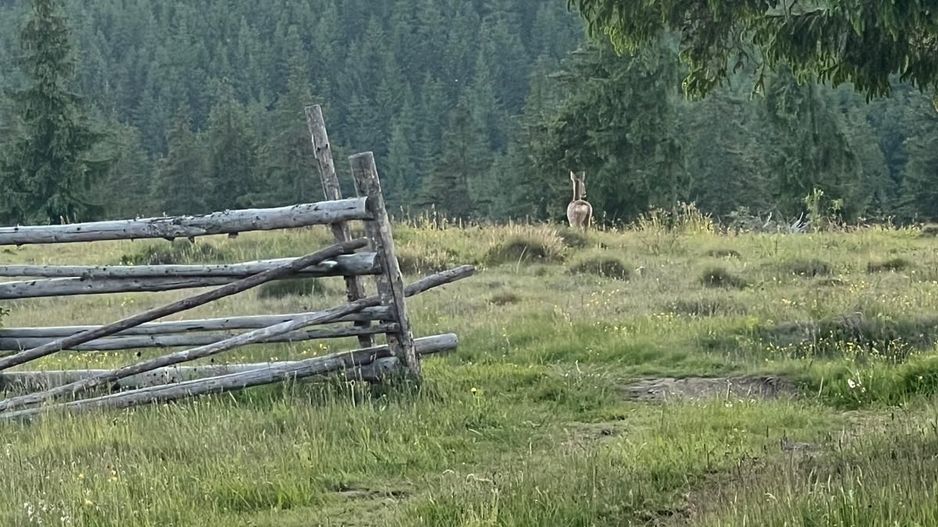 50 hectare teren | Moldova-Sulita | Potential turistic si agricol - Poză 15