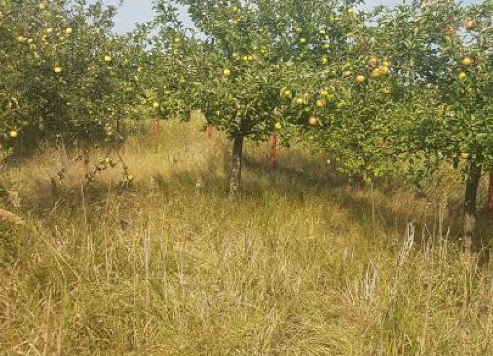 Teren la 35 km de Bucuresti - Izvorani - Ciolpani - Poză 16