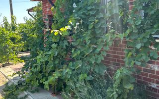 Vanzare vila rustica - 250 mp - Frumusani - Poză 2