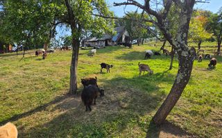 Casa noua | Zona de recreere | Evadare in natura| - Poză 8