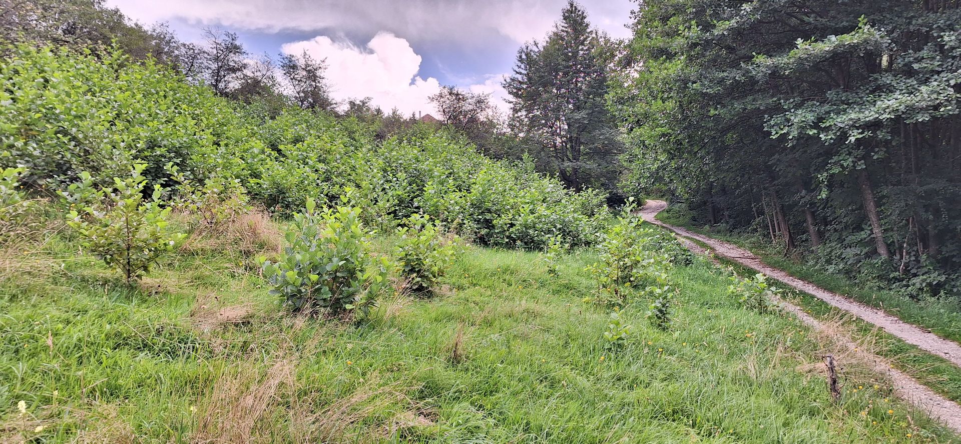 Bran-Predelut doua parcele de 2000+3000mp pret 25 euro/mp - Poză 9