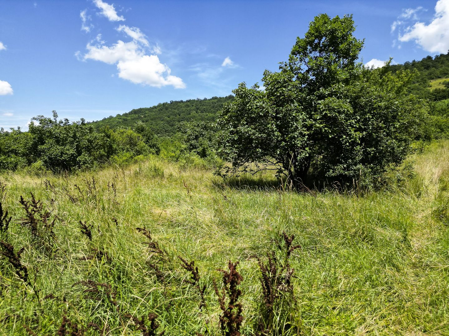 Teren pe deal la Sebiș - Poză 2