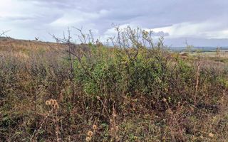 Teren extravilan, pretabil  construcție case/sediu logistic. - Poză 3