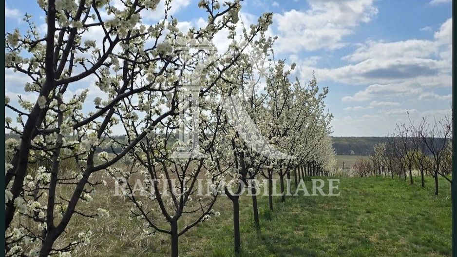 De vanzare | Teren intravilan 1500 mp | Cordau | Cu livada - Poză 7