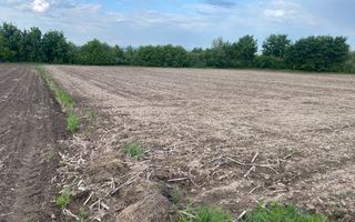 Teren Extravilan | 50 Ari | Horodnic De Jos - Poză 5