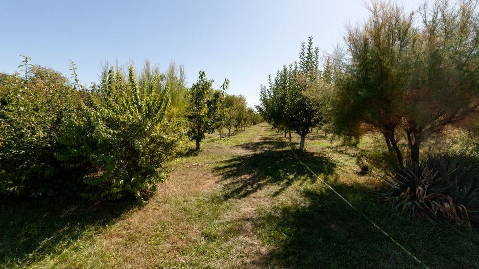 Casa visurilor cu 4000 mp livada roditoare si gradina Darmanesti-Arges - Poză 6