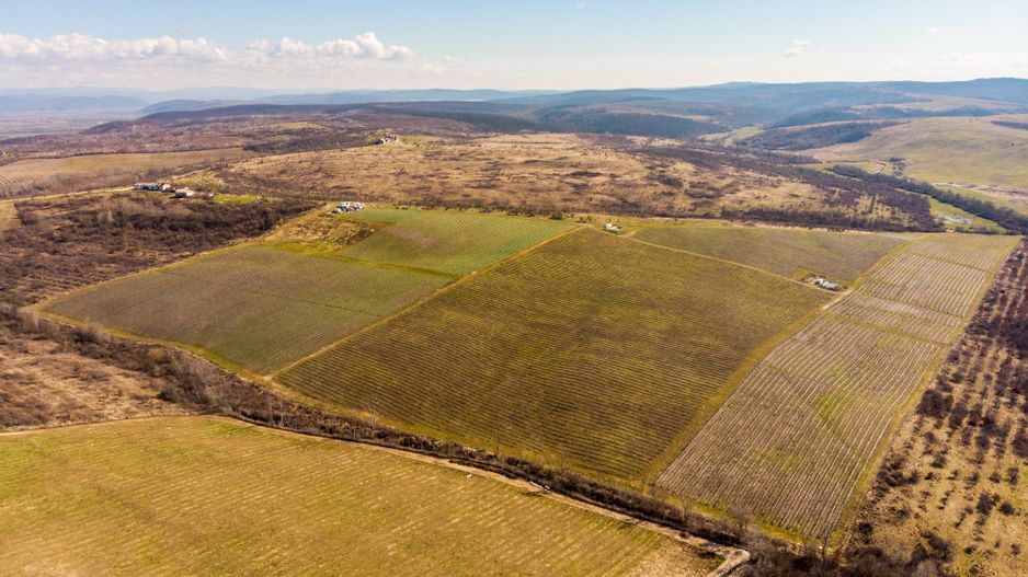 Plantație Bio de mure și zmeură  26,4 ha în Lipova - Poză 7