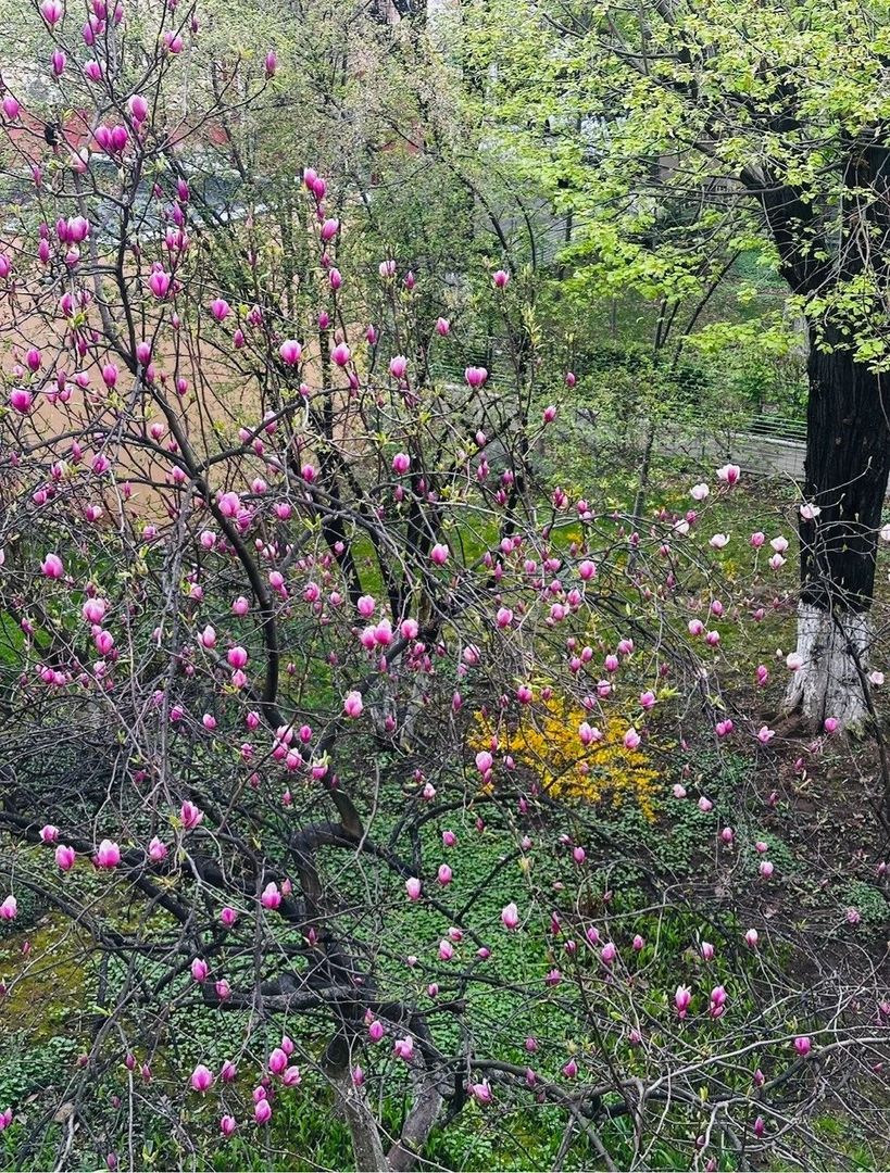 Apartament 3 camere, Bld. Brancoveanu. Decomandat. - Poză 2