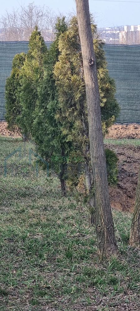 vând teren iasi - Poză 5