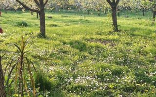 Casa de vanzare |Nuci, Balta Neagra, la 25 de minute de București - Poză 2