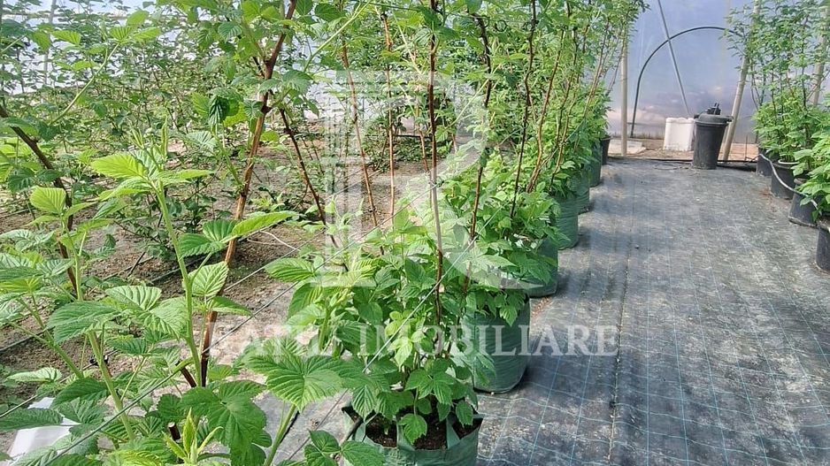Afacere agricolă la cheie | Plantație afine | Solarii | 18.800 mp - Poză 3