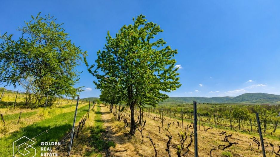 1,35 hectare vie pe rod (Cabernet si Merlot), Siria - Poză 2