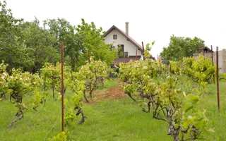 Vilă 5 dormitoare, 4 băi, 2 248mp teren, piscină. Preț: 229 000 E. - Poză 14