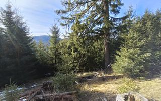 Teren de vânzare în zona montană a județului Alba - Poză 5