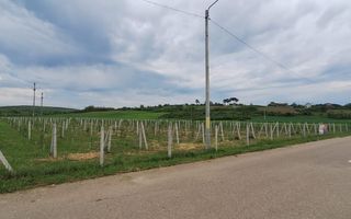 Teren intravilan cu PLANTATIE DE GOJII de vanzare in Racari - Poză 18