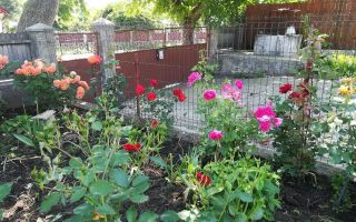 Casă cu teren în Deleni, Iași - Stradă principală - Poză 4