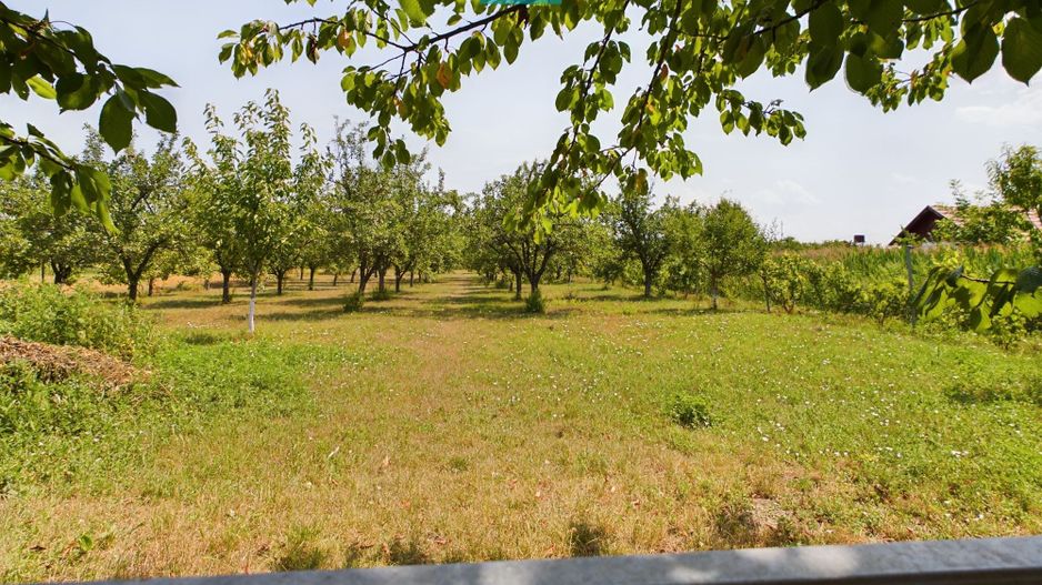 Casă cu livadă de pomi în Dorobanți - Poză 18