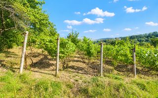 Lot pomiol în Sângera | Î.P. „Roadă Bună” | Zonă Locuită - Poză 9