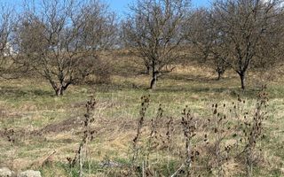 Teren Intravilan 6 ari Drumul Sigmirului - Cu Proiect de casa - Poză 7