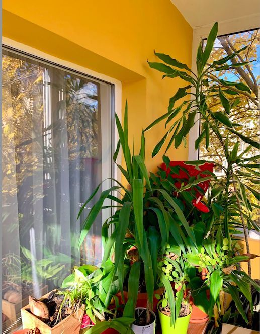 APARTAMENT RENOVAT 3 CAMERE BUCOVINA - Poză 5