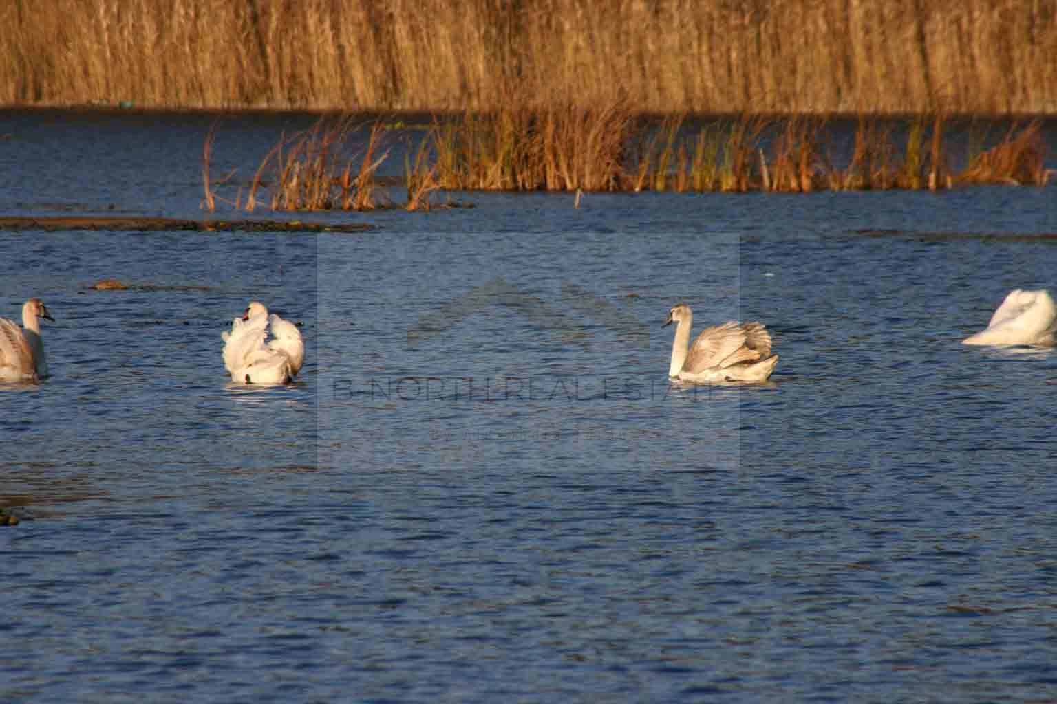 Reședință exclusivistă cu deschidere la Lacul Scroviștea - Poză 10