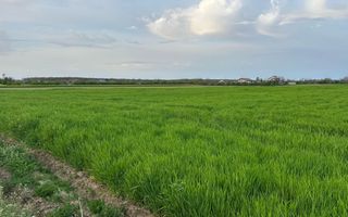 Teren intravilan cu destinatie rezidentiala 7.458 mp Balotesti - Poză 5