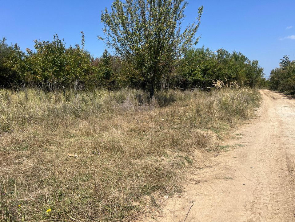 Teren intravilan 5744 mp Mosoaia-Prunilor - Poză 1