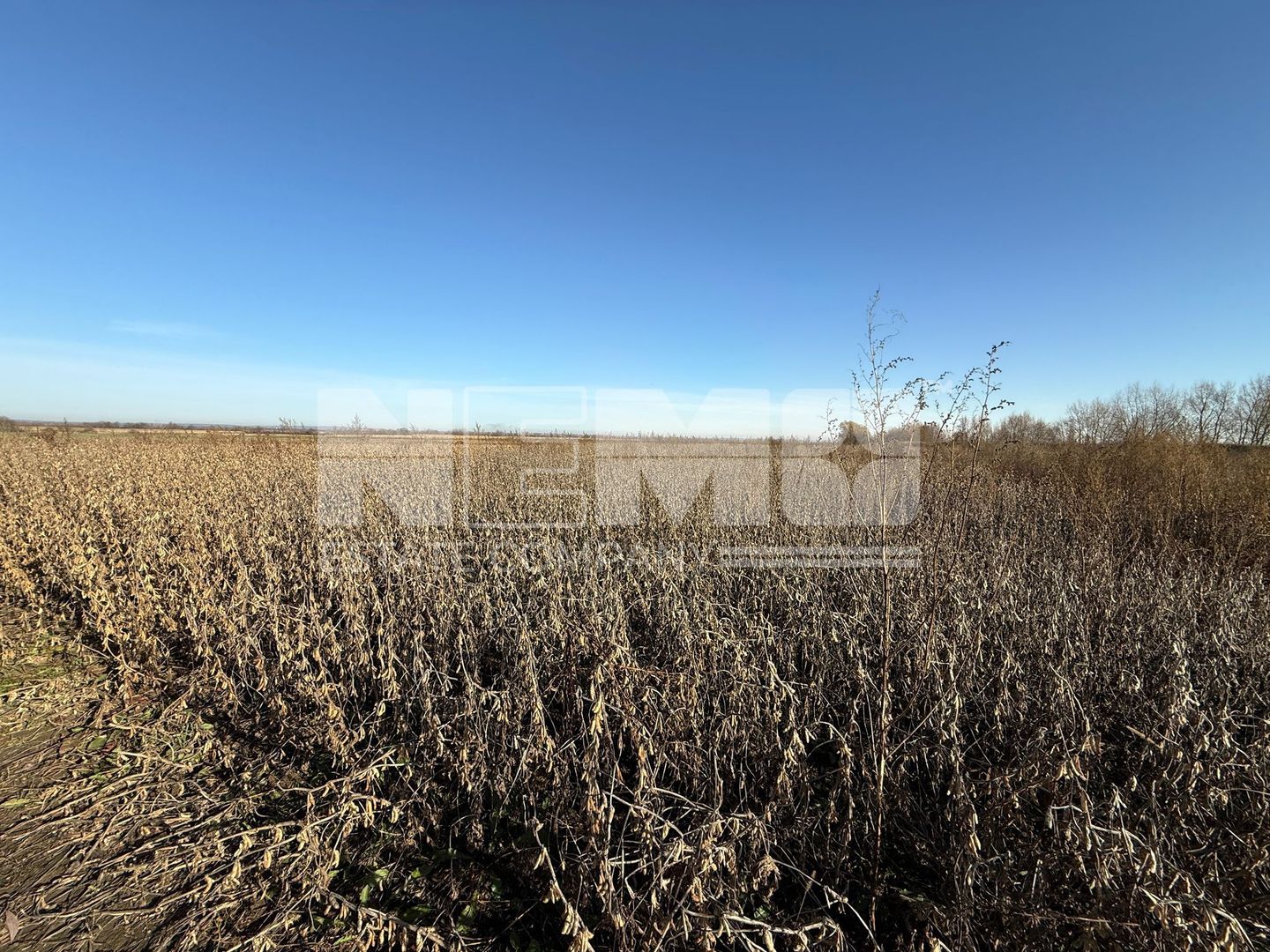 TEREN EXTRAVILAN | 35 ARI | HORODNIC DE JOS | - Poză 10