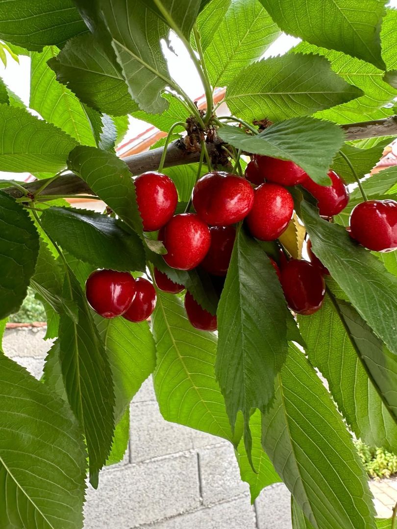 Teren 2000 mp de vânzare – Comana, deschidere la lac, aproape de Parcu - Poză 8