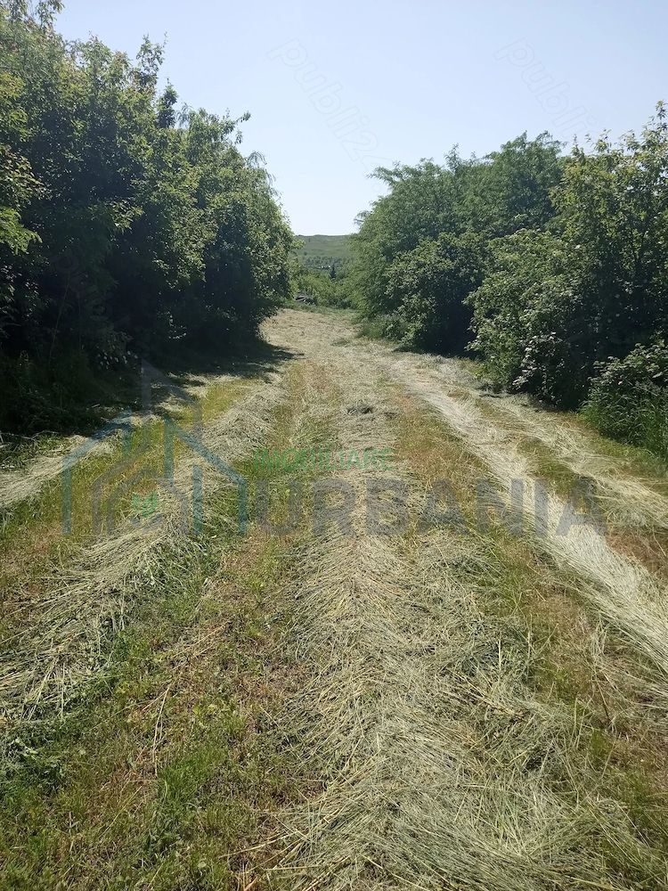Teren intravilan 11.000 mp și casă 200 mp – Târgu Frumos - Poză 5