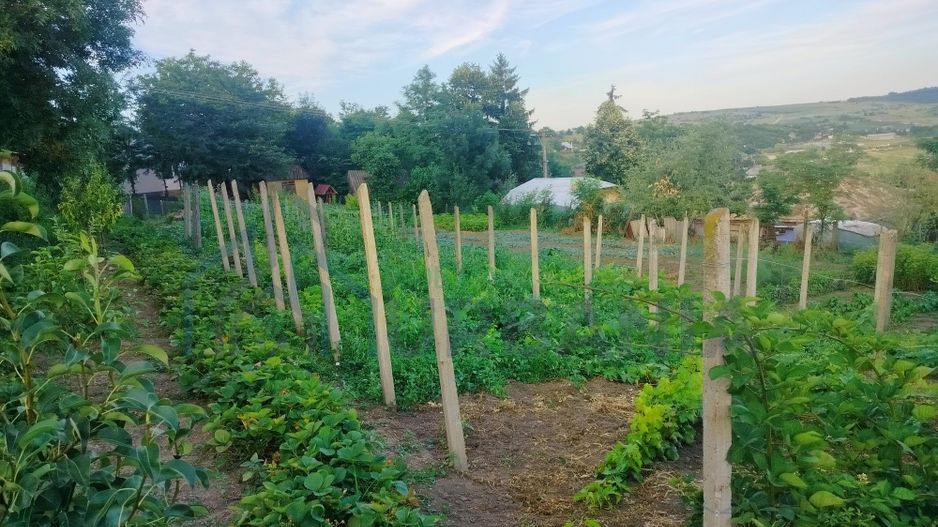 Teren intravilan de 1550 mp în localitatea Buznea, strada Corneliu Coposu - Poză 3